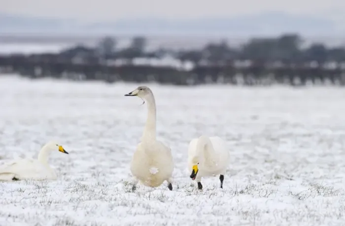 Framed Print : Whooper Swans Cygnus cygnus Solway Dumfries Scotland winter Framed Print : Whooper Swans Cygnus cygnus Solway Dumfries Scotland winter