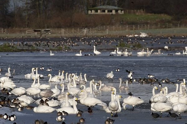 Whooper Swans Cygnus cygnus and other wildfowl at Martin Mere Wildfowl & Wetlands