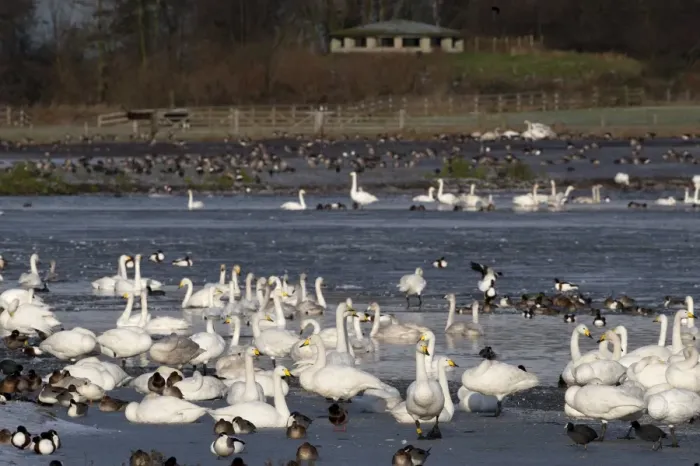 Framed Print : Whooper Swans Cygnus cygnus and other wildfowl at Martin Mere Wildfowl & Wetlands Framed Print : Whooper Swans Cygnus cygnus and other wildfowl at Martin Mere Wildfowl & Wetlands