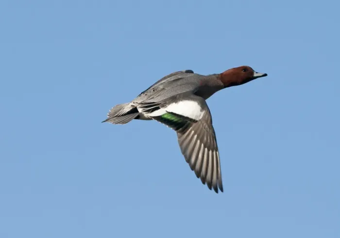 Framed Print : Wigeon Anas penelope Buckenham Marshes RSPB Reserve Norfolk winter Framed Print : Wigeon Anas penelope Buckenham Marshes RSPB Reserve Norfolk winter