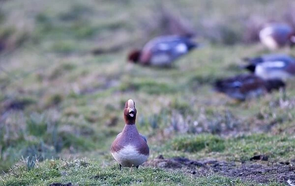 Wigeon Anas penelope calling Buckenham Marshes RSPB Reserve in the Yare Valley Norfolk