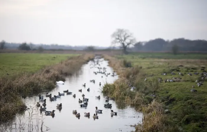 Framed Print : Wigeon Anas penelope in dyke at Buckenham Marshes RSPB Recerve in Yare Valley Norfolk Framed Print : Wigeon Anas penelope in dyke at Buckenham Marshes RSPB Recerve in Yare Valley Norfolk