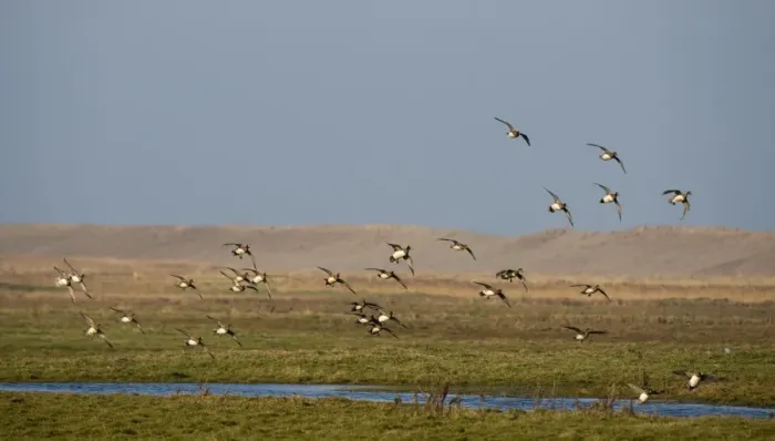 Framed Print : Wigeon Anas penelope flock on grazing marsh at Salthouse Norfolk Framed Print : Wigeon Anas penelope flock on grazing marsh at Salthouse Norfolk