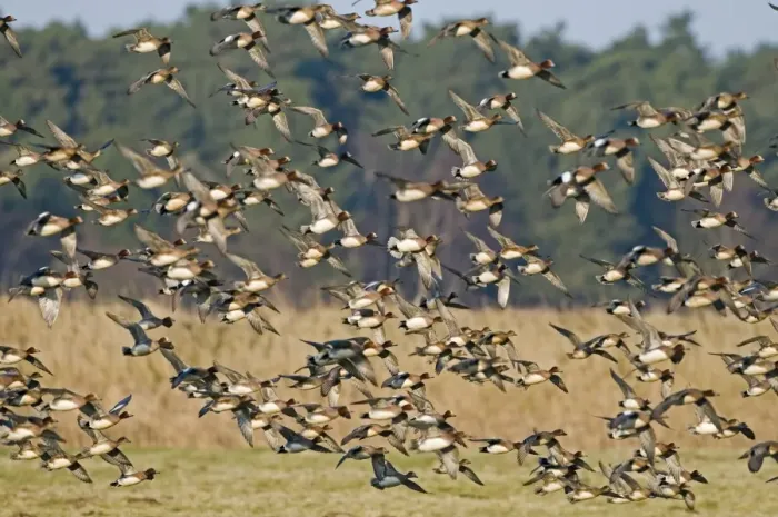 Framed Print : Wigeon Anas penelope flock Holkham Norfolk January Framed Print : Wigeon Anas penelope flock Holkham Norfolk January