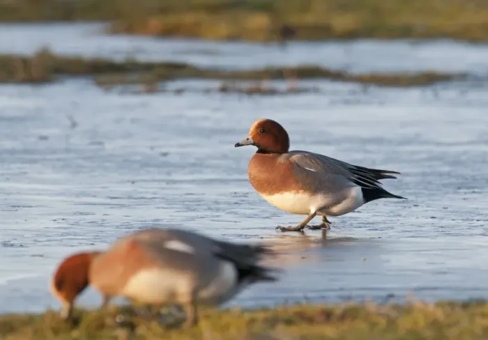 Framed Print : Wigeon Anas penelope male walking on ice Holkham Norfolk Framed Print : Wigeon Anas penelope male walking on ice Holkham Norfolk