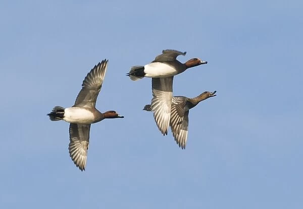 Wigeon Anas penelope males in courtship chase with female Buckenham Marshes Norfolk