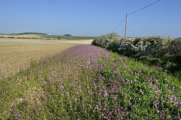 Wild flower margin planted with Red Campion along edge of arable field Norfolk May