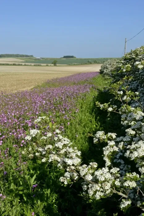 Framed Print : Wild flower margin planted with Red Campion along edge of arable field Norfolk May Framed Print : Wild flower margin planted with Red Campion along edge of arable field Norfolk May