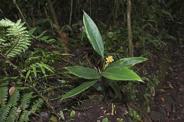 Wild Ginger growing in forest at Tari Southern Highlands Papua New Guinea