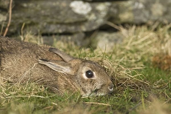 Wild Rabbit Oryctolagus cuniculus flattening itself to ground to hide Shetland