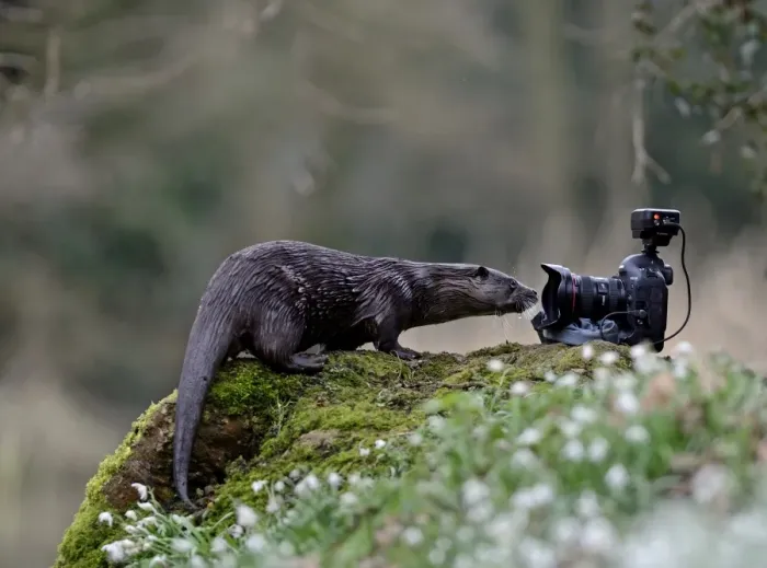Framed Print : wild river Otter Lutra lutra inspecting camera River Thet Norfolk Framed Print : wild river Otter Lutra lutra inspecting camera River Thet Norfolk