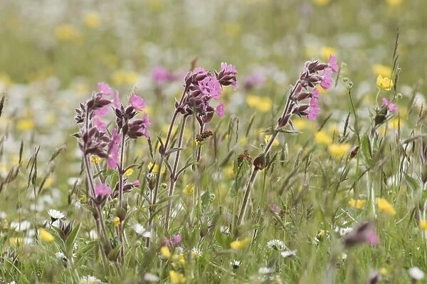 Wildflower meadow including Red Campion Shetland summer