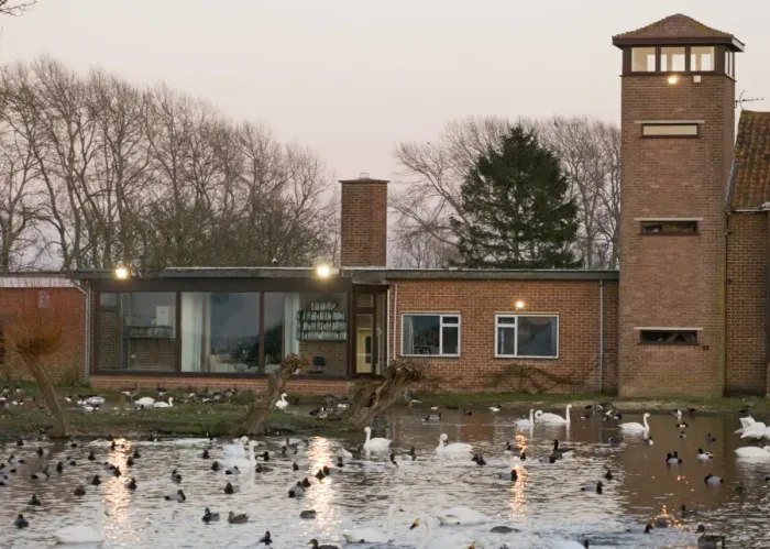 Framed Print : Wildfowl including Bewicks Swans at dusk Slimbridge Glos February Framed Print : Wildfowl including Bewicks Swans at dusk Slimbridge Glos February