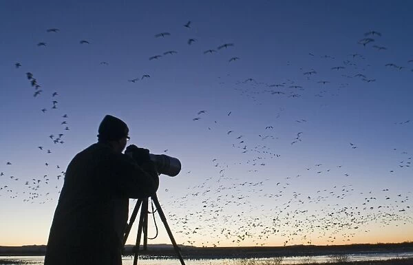 Wildlife photographer photographing Snow Geese leaving roost at dawn Bosque del Apache