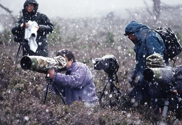 Wildlife photographers photographing in Cairngorm NP Scotland in winter