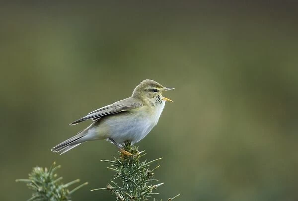 Willow Warbler Phylloscopus trochilus Northumberland spring