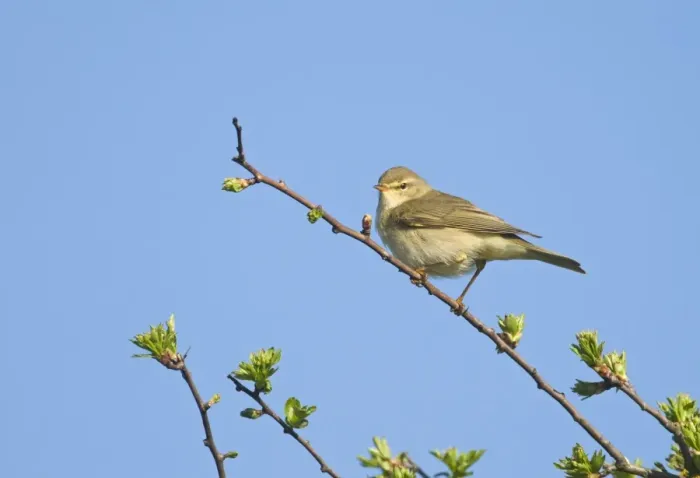 Framed Print : Willow Warbler Phylloscopus trochilus Norfolk April Framed Print : Willow Warbler Phylloscopus trochilus Norfolk April