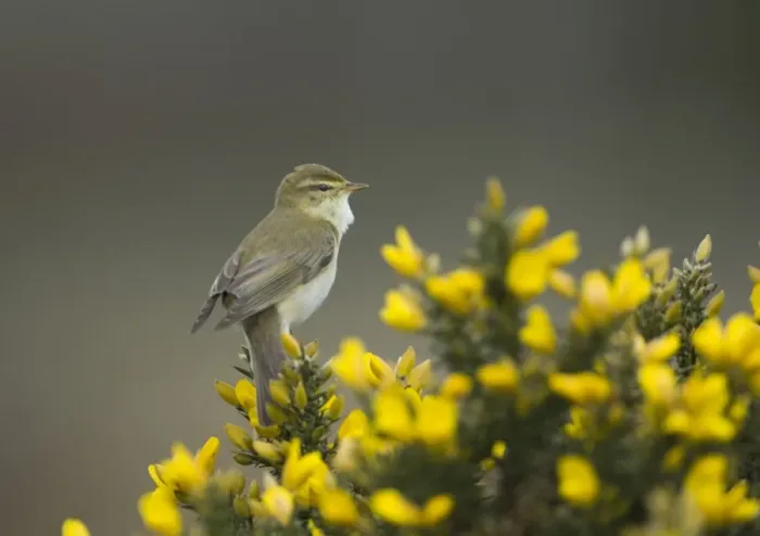 Framed Print : Willow Warbler Phylloscopus trochilus Northumberland spring