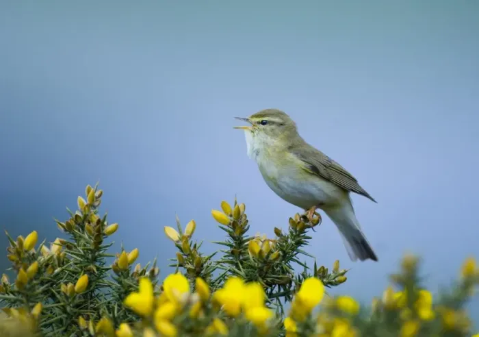 Framed Print : Willow Warbler Phylloscopus trochilus in song Northumberland spring