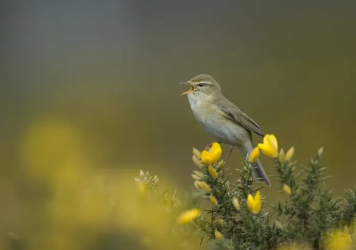 Framed Print : Willow Warbler Phylloscopus trochilus in song Northumberland spring