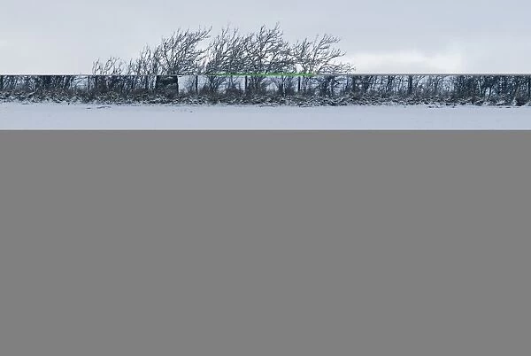 Wind blown tree in hedgerow in snow Dumfries Scotland December