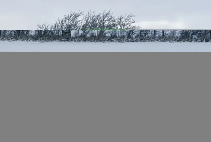 Framed Print : Wind blown tree in hedgerow in snow Dumfries Scotland December Framed Print : Wind blown tree in hedgerow in snow Dumfries Scotland December