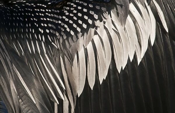 Detail of wing of Anhinga or American Darter Anhinga anhinga Florida Everglades