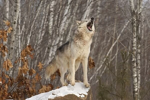 Wolf Canis lupus howling Minnesota N America winter