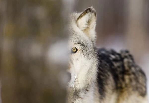 Wolf Canus lupus Minnesota N. America January