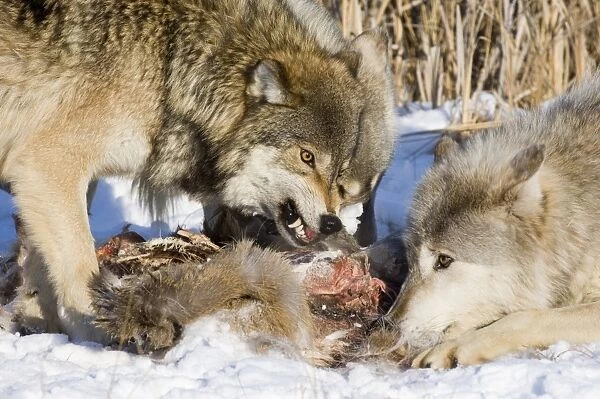 Wolf Canus lupus Minnesota N America January