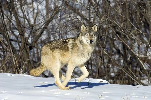 Wolf Canus lupus Minnesota N America January
