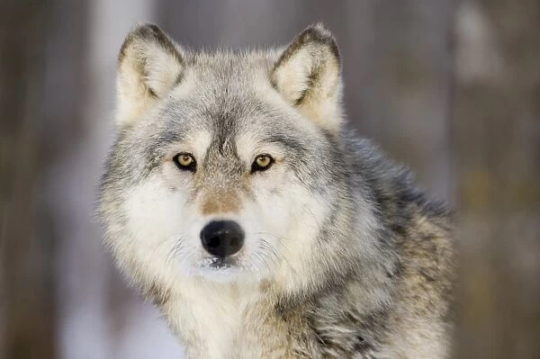 Wolf Canus lupus Minnesota N America January (C)