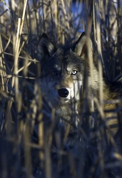 Wolf Canus lupus peering through cat tails Minnesota N America January C