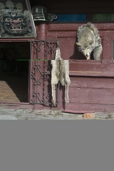 Wolf skins hang on a door Ulan Bator Mongolia