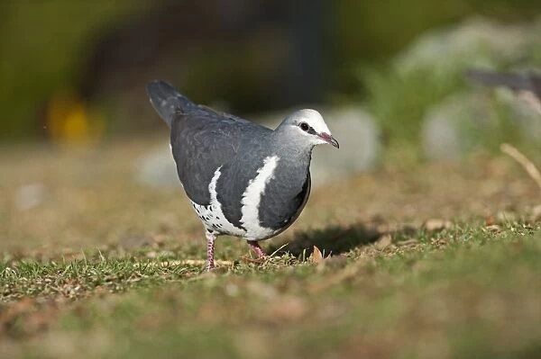 Wonga Pigeon Leucosarcia melanoleuca Lamington NP Queensland Australia