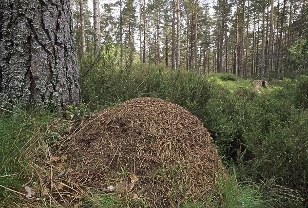 Wood Ants nest in Abernethy forest Speyside Scotland