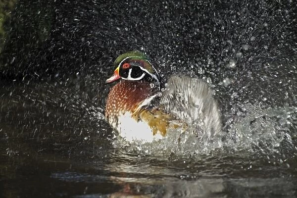 Wood Duck Aix sponsa bathing male native of N. America