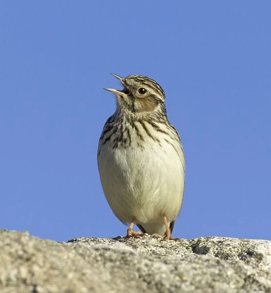 Wood Lark in song early spring UK
