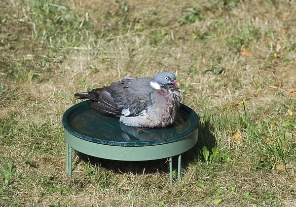Wood Pigeon Columba palumbus bathing in bird bath in garden Norfolk UK summer