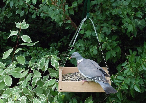 Wood Pigeon Columba palumbus at garden bird table Norfolk September