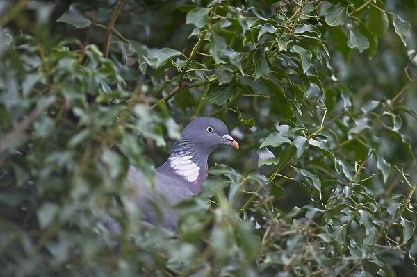Wood Pigeon Columba palumbus Norfolk winter