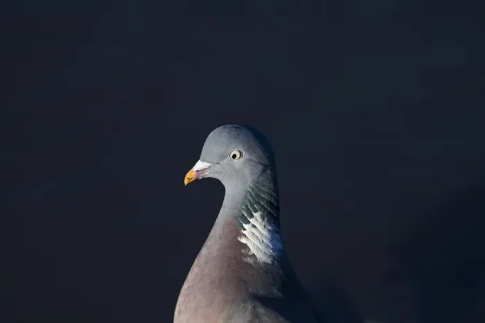 Framed Print : Wood Pigeon Columba palumbus Norfolk winter Framed Print : Wood Pigeon Columba palumbus Norfolk winter