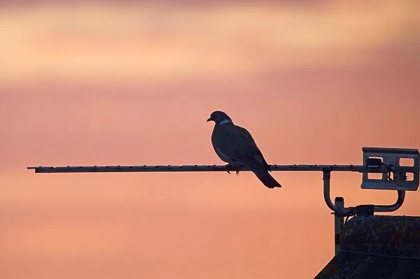 Wood Pigeon Columba palumbus silhouetted on tv aerial at dusk UK