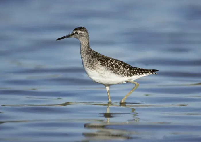 Framed Print : Wood Sandpiper Tringa glareola juvenile August Kent Framed Print : Wood Sandpiper Tringa glareola juvenile August Kent