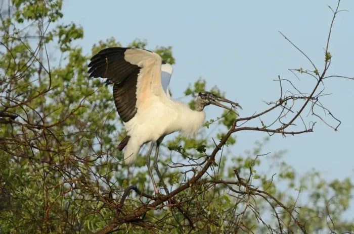 Framed Print : Wood Stork Mycteria americana Florida USA spring Framed Print : Wood Stork Mycteria americana Florida USA spring