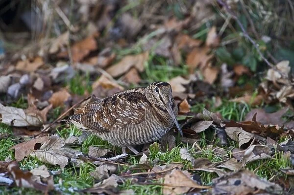 Woodcock Scolopax ruticola Norfolk winter