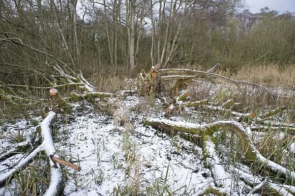 woodland management - clearing area of sallow from Ferry Wood in Norfolk Broads winter