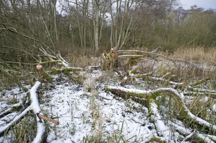 Framed Print : woodland management - clearing area of sallow from Ferry Wood in Norfolk Broads winter Framed Print : woodland management - clearing area of sallow from Ferry Wood in Norfolk Broads winter