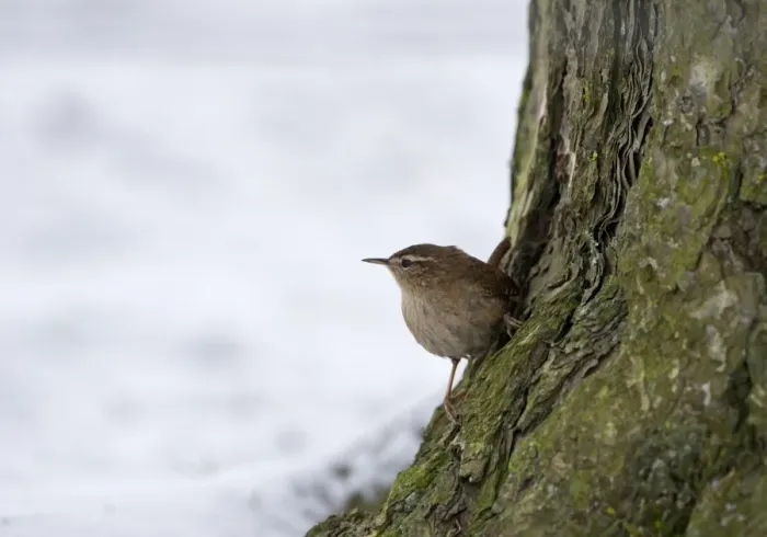Framed Print : Wren Troglodytes troglodyres Norfolk winter Framed Print : Wren Troglodytes troglodyres Norfolk winter