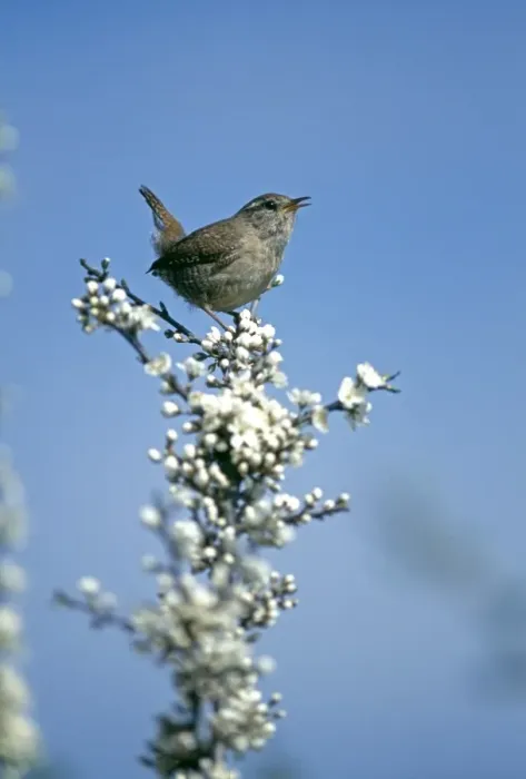 Framed Print : Wren, Troglodytes troglodytes, in song, Kent, UK, spring Framed Print : Wren, Troglodytes troglodytes, in song, Kent, UK, spring